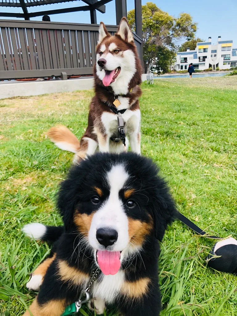 Two dogs enjoying the grass outdoors