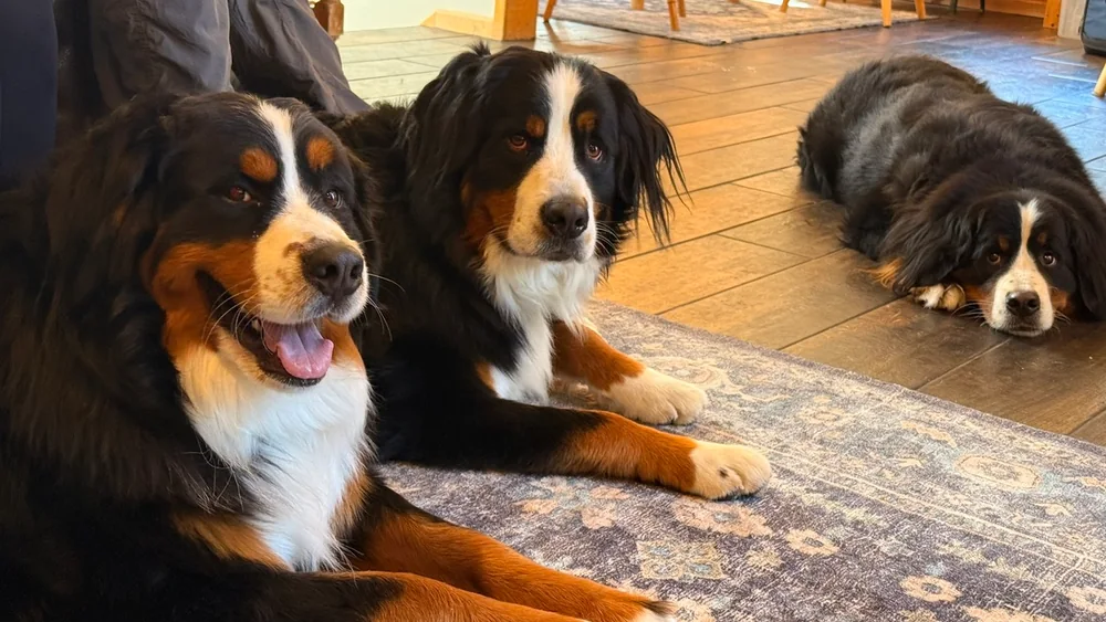 Three Bernese mountain dogs relaxing at home
